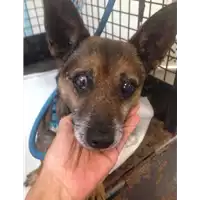 Foto dell\'animale cane - Matr. 2018/0302 - Microchip 380260040135236
