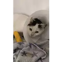 Foto dell\'animale gatto - Matr. 2020/0887 - Microchip 380260043706992