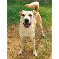 Foto dell\'animale cane - Matr. 2018/1663 - Microchip 380260042786540