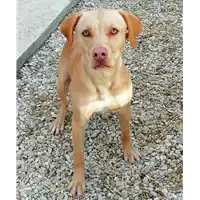 Foto dell\'animale cane - Matr. 2019/2737 - Microchip 380260043523898