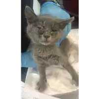 Foto dell\'animale gatto - Matr. 2020/0891 - Microchip 380260043706461
