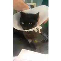 Foto dell\'animale gatto - Matr. 2020/0892 - Microchip 380260043707441