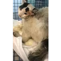 Foto dell\'animale gatto - Matr. 2020/0893 - Microchip 380260043706797