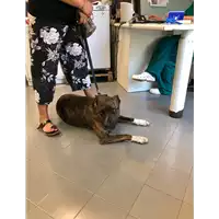 Foto dell\'animale cane - Matr. 2020/0896 - Microchip 981020009398294