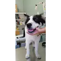 Foto dell\'animale cane - Matr. 2020/0897 - Microchip 380260043770114