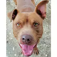 Foto dell\'animale cane - Matr. 2020/0898 - Microchip 380260043770388