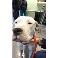 Foto dell\'animale cane - Matr. 2019/2277 - Microchip 380260002969032