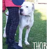 Foto dell\'animale cane - Matr. 2019/2278 - Microchip 380260002974028