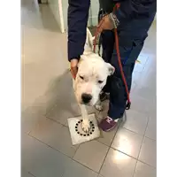 Foto dell\'animale cane - Matr. 2019/2280 - Microchip 380260002972546