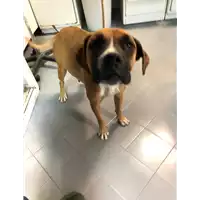 Foto dell\'animale cane - Matr. 2019/2285 - Microchip 380260043869867