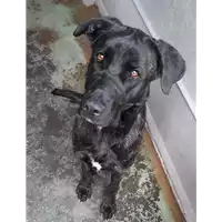 Foto dell\'animale cane - Matr. 2019/0498 - Microchip 380260043869995
