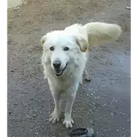 Foto dell\'animale cane - Matr. 2016/0741 - Microchip 380260042531504