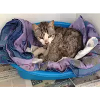 Foto dell\'animale gatto - Matr. 2017/0455 - Microchip 380260043152355