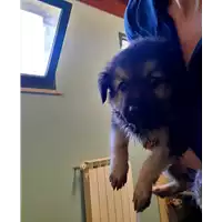 Foto dell\'animale cane - Matr. 2020/0906 - Microchip 380260043769596