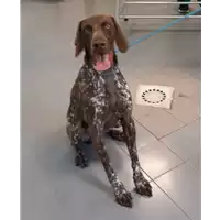 Foto dell\'animale cane - Matr. 2020/0907 - Microchip 380260004102865