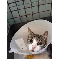 Foto dell\'animale gatto - Matr. 2020/0911 - Microchip 380260043709491