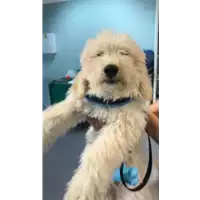 Foto dell\'animale cane - Matr. 2020/0913 - Microchip 990000003817820