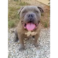 Foto dell\'animale cane - Matr. 2020/0915 - Microchip 380260043709604