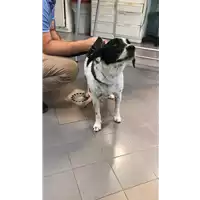 Foto dell\'animale cane - Matr. 2020/0916 - Microchip 380260100555432