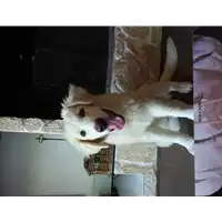 Foto dell\'animale cane - Matr. 2020/0918 - Microchip 380260043769593