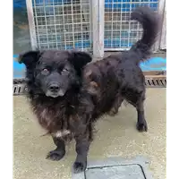 Foto dell\'animale cane - Matr. 2020/0925 - Microchip 380260043709542