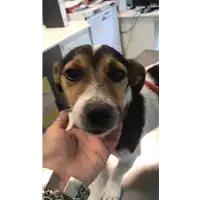 Foto dell\'animale cane - Matr. 2020/0928 - Microchip 380260043631561