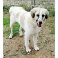 Foto dell\'animale cane - Matr. 2020/0929 - Microchip 380260043710397