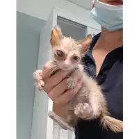 Foto dell\'animale gatto - Matr. 2020/0933 - Microchip 380260043847412