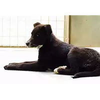Foto dell\'animale cane - Matr. 2017/0462 - Microchip 380260043147461