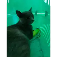 Foto dell\'animale gatto - Matr. 2020/0934 - Microchip 380260043846593