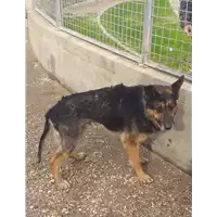 Foto dell\'animale cane - Matr. 2020/0942 - Microchip 380260043631587