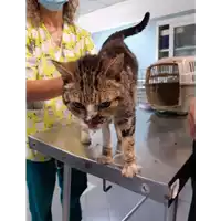 Foto dell\'animale gatto - Matr. 2020/0943 - Microchip 380260043846397