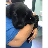 Foto dell\'animale cane - Matr. 2020/0946 - Microchip 380260043707503