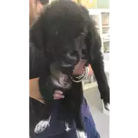 Foto dell\'animale cane - Matr. 2020/0948 - Microchip 380260043708211