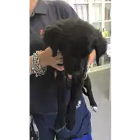 Foto dell\'animale cane - Matr. 2020/0952 - Microchip 380260043708423