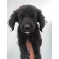 Foto dell\'animale cane - Matr. 2020/0953 - Microchip 380260043710398