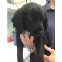 Foto dell\'animale cane - Matr. 2020/0954 - Microchip 380260043709551