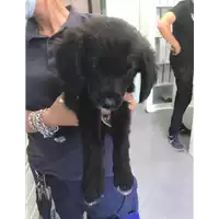 Foto dell\'animale cane - Matr. 2020/0955 - Microchip 380260043708076