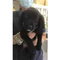 Foto dell\'animale cane - Matr. 2020/0956 - Microchip 380260043707551