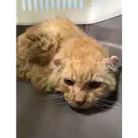 Foto dell\'animale gatto - Matr. 2020/0958 - Microchip 380260043845773