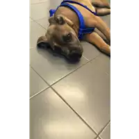Foto dell\'animale cane - Matr. 2020/0959 - Microchip 380260043708183
