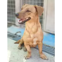 Foto dell\'animale cane - Matr. 2020/0962 - Microchip 380260043632215