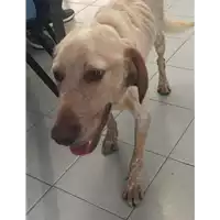 Foto dell\'animale cane - Matr. 2020/0963 - Microchip 380260043847243