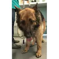 Foto dell\'animale cane - Matr. 2017/0471 - Microchip 380260040690915