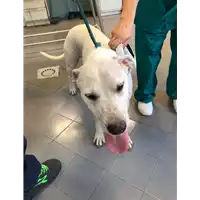 Foto dell\'animale cane - Matr. 2020/0899 - Microchip 380260043769708