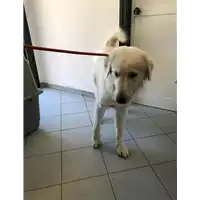 Foto dell\'animale cane - Matr. 2020/0900 - Microchip 380260043769675