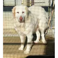 Foto dell\'animale cane - Matr. 2020/0966 - Microchip 380260000726466