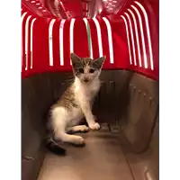 Foto dell\'animale gatto - Matr. 2020/0842 - Microchip 380260043707200