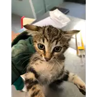 Foto dell\'animale gatto - Matr. 2020/0793 - Microchip 380260044278941