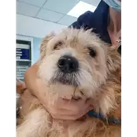 Foto dell\'animale cane - Matr. 2020/0970 - Microchip 380260043632142